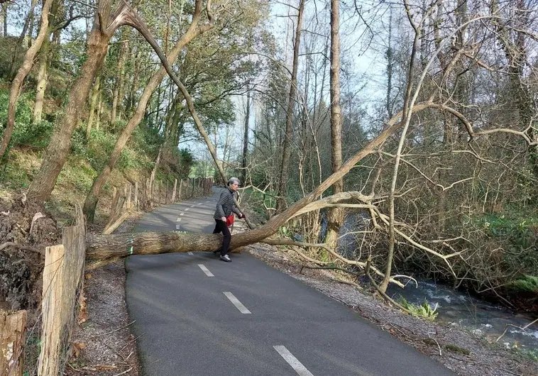 ElTiempoNavarra's tweet photo. Hasta el momento la racha máxima de viento medida en la estación meteorológica automática de @AEMET_PaisVasco en #Irun barrio de #Lapitze es de 107 km/h
Aquí dos incidencias
A la izquierda árbol caído en el parque Sargia y a la derecha otro en #Meaka
Fotografías de @diariovasco https://t.co/XqK8PzM5R3