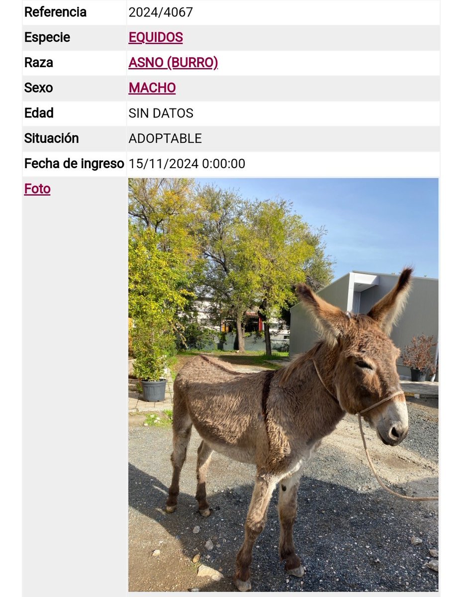 Macho. ♂️ Desde el 15 de nov. en el #ZoosanitarioSevilla. 🥺

Para su #adopción. 👇🏾

• Ref.: 2024/4067.

Tel.: 955 47 26 36.
📩 adopcionanimal@sevilla.org

Tel.: 661 37 47 80 (particular; ajeno al zoosanitario).

#Asno #Burro #ADOPTABLE 🤎 #Zoosanitario #Sevilla #AdoptMe #ADOPT