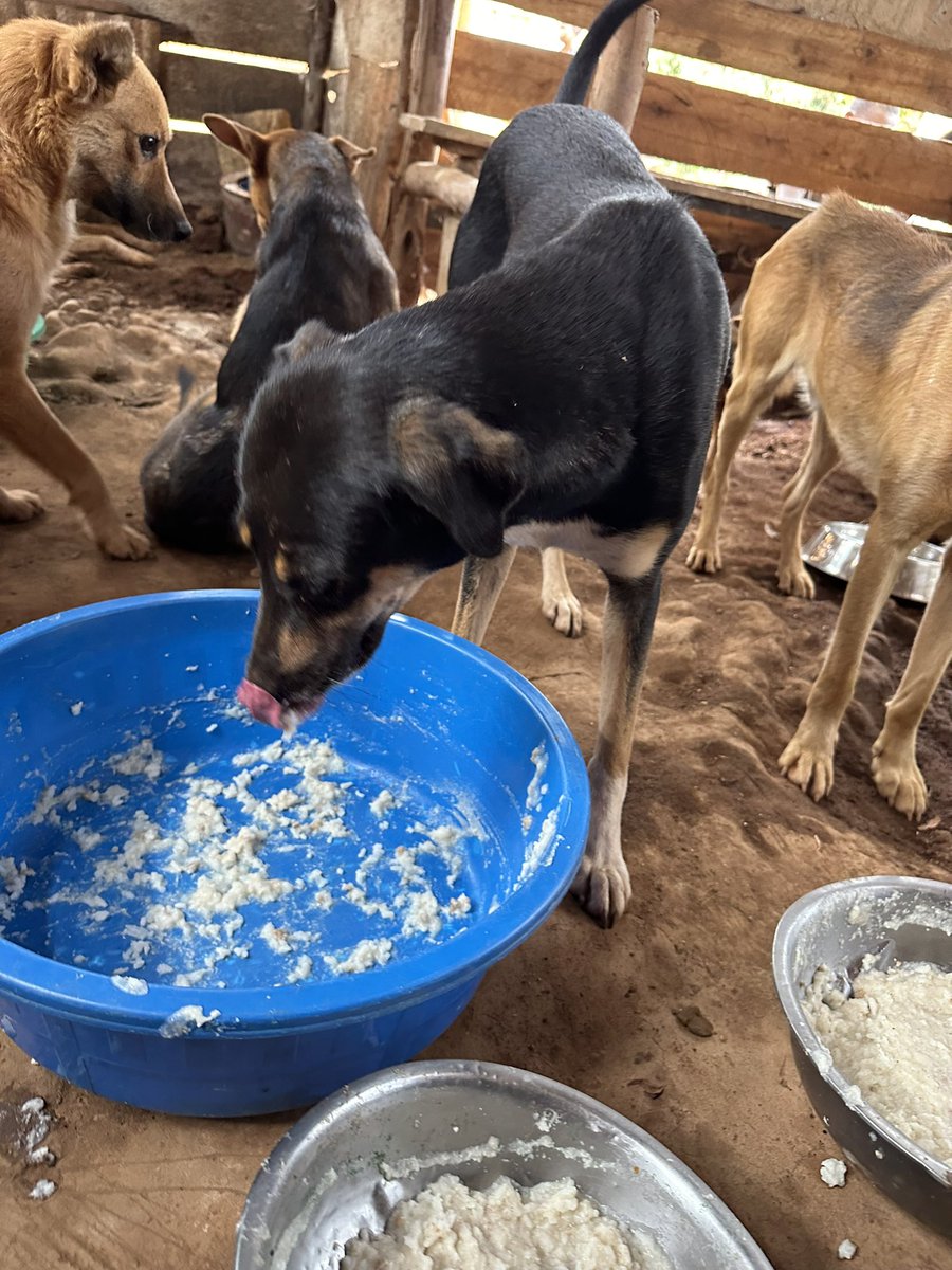 Makayaga dogs shelter tweet media
