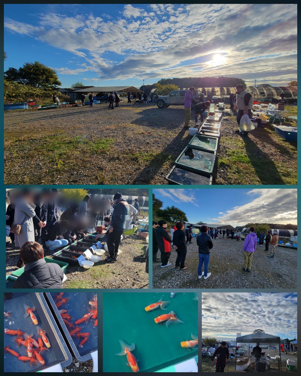 gfLavender's tweet photo. イノフェス2024。
フェニックスさん&amp;ベランダーさんブースのスタッフとして参加しました🤗
金魚好きな方々の熱気に触れ、充実した一日でした✨
こんなに沢山金魚を育てている方がいると思うと嬉しい～❣️

準備中の光景、朝のミーティング、販売会の様子など。
#井ノ口養魚場 　#イノフェス https://t.co/Jon3zwFoFn
