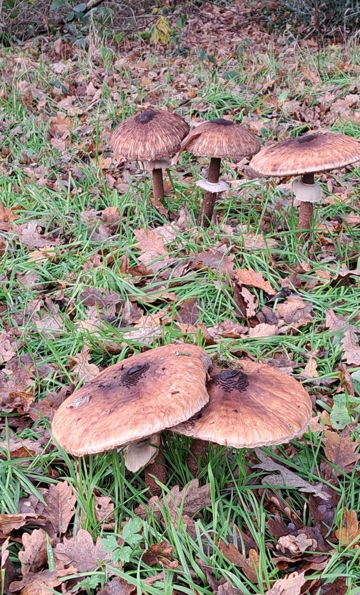 JiscaDijk's tweet photo. #Nivon #Fungi #paddenstoelen #herfst #tStroot #Christinalust
Vanmorgen met een groep enthousiaste mensen een stukje Twekkelo gelopen om naar planten te kijken 🌿
Deze Grote Parasolzwammen = Macrolepiota procera trokken mijn aandacht 😃 https://t.co/GXjfyv9lIv