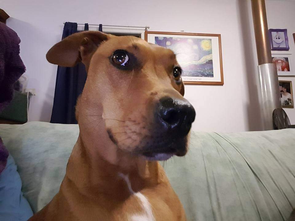 JaymieRains's tweet photo. #PerfectJenna,  
Queen of Side-eye, you have been the best dog 🌈 https://t.co/tk58zkRaje