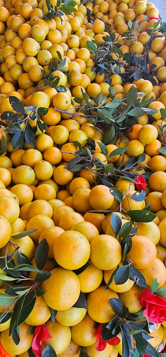 zarifulmaani's tweet photo. Orange season inagurated https://t.co/DuYIYBUHLC