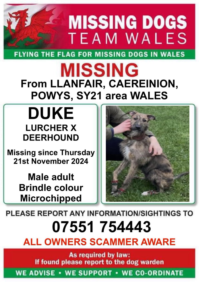 missingdogwales's tweet photo. ‼️SIGHTINGS OR INFORMATION NEEDED
🔻#DUKE A MALE LURCHER X DEERHOUND #MISSING FROM #LLANFAIR #CAEREINION AREA #POWYS SY21 #WALES
SINCE THURSDAY 21ST NOVEMBER 2024🔺️
Duke is 💥MICROCHIPPED 💥so please look out for him and call the number ASAP if seen or any information ⬇️ https://t.co/hHXdZCv7Ox