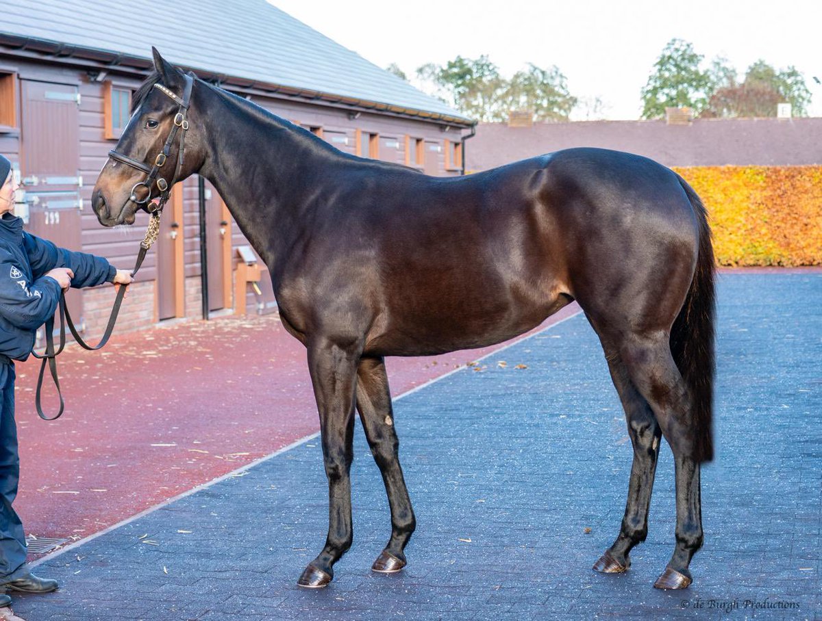 WhitsburyManor's tweet photo. Don’t miss Lot 141A @Tattersalls1766 

⭐️ Late entry…!
Yearling Filly by Sergei Prokofiev 🥇

Stabled in Solario yard EE

#leadingFSS #FirstFoal https://t.co/aWZc6bkzMj