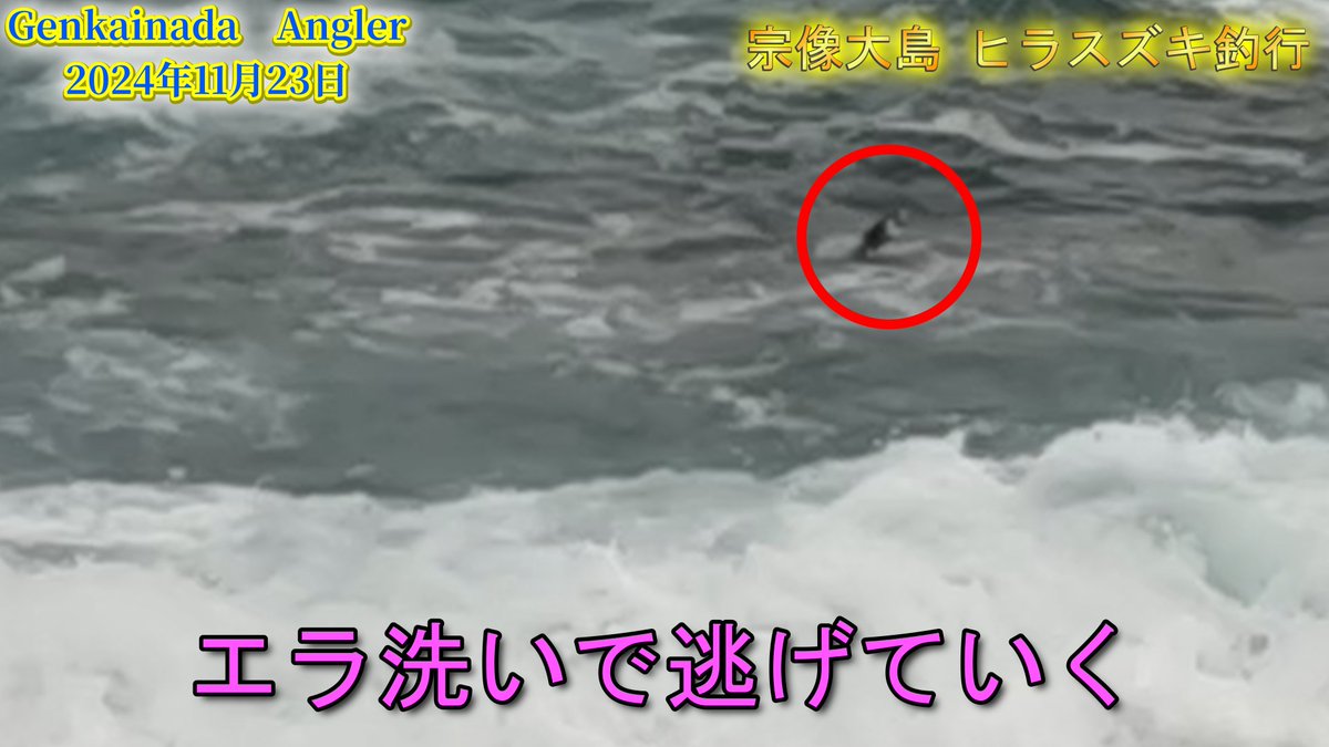 GenkainadaA's tweet photo. 宗像大島　ヒラスズキゲーム　当たり多数も・・・・
https://t.co/fvZWXgsfVm
#ヒラスズキ #大島 #シケ #中津宮 #宗像 #フカセ #磯 #ダビンチリゾルブ #福岡 https://t.co/eIR5lwOK4s