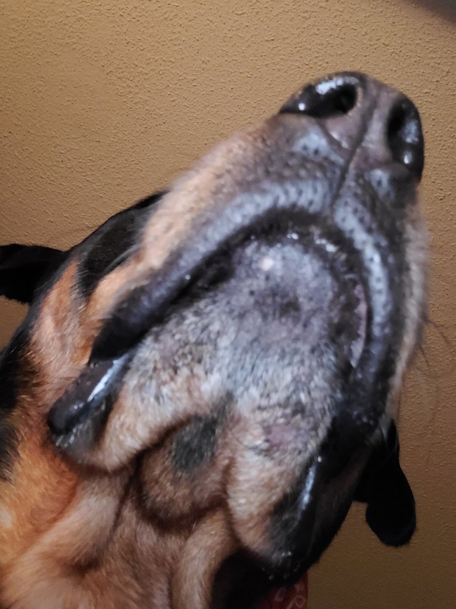 Team Servicerottie🇨🇦🐕🦺🦽 (@servicerotties) on Twitter photo It's quarter to 5 in the morning here. That means it's quarter to 7 where <a href="/CanadianPenny1/">CanadianPenny 🇨🇦</a> lives.
I'm gonna see if she can sneak in a video call before her dad wakes up!
#LoveAcrossTheMiles It's quarter to 5 in the morning here. That means it's quarter to 7 where <a href="/CanadianPenny1/">CanadianPenny 🇨🇦</a> lives.
I'm gonna see if she can sneak in a video call before her dad wakes up!
#LoveAcrossTheMiles