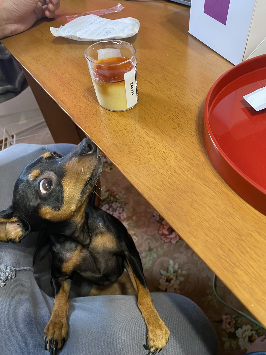 動物病院の受付のお姉さん、
「エコーちゃん可愛いね」って声かけてくれて嬉しかったあ。
診察はお兄ちゃんのロガーでした。

写真は、GODIVAのプリンが気になってるエコーちゃん。