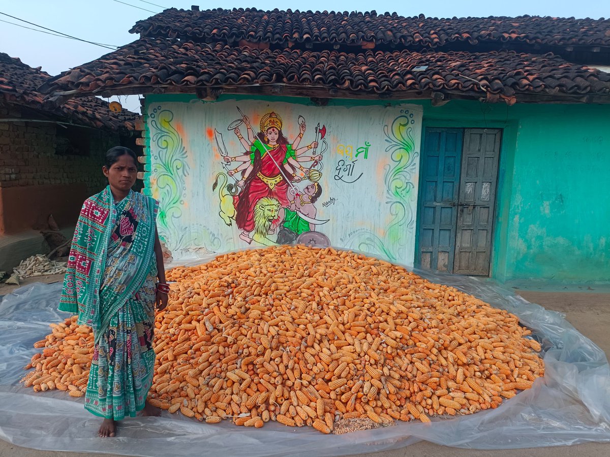 MANDI_Maize's tweet photo. Women taking decisive roles in selling maize to Mission Shakti FPC Komna, Nuapada and receive payment in their  bank account
@AgriGoI @krushibibhag @NidhiNSrinivas @arvindpadhee @mission_shakti @vipinaccess @sfacindia @DM_Nuapada @CIMMYT @CMO_Odisha @OfficeofSSC @Horticultureod1 https://t.co/LudbuoLXg4