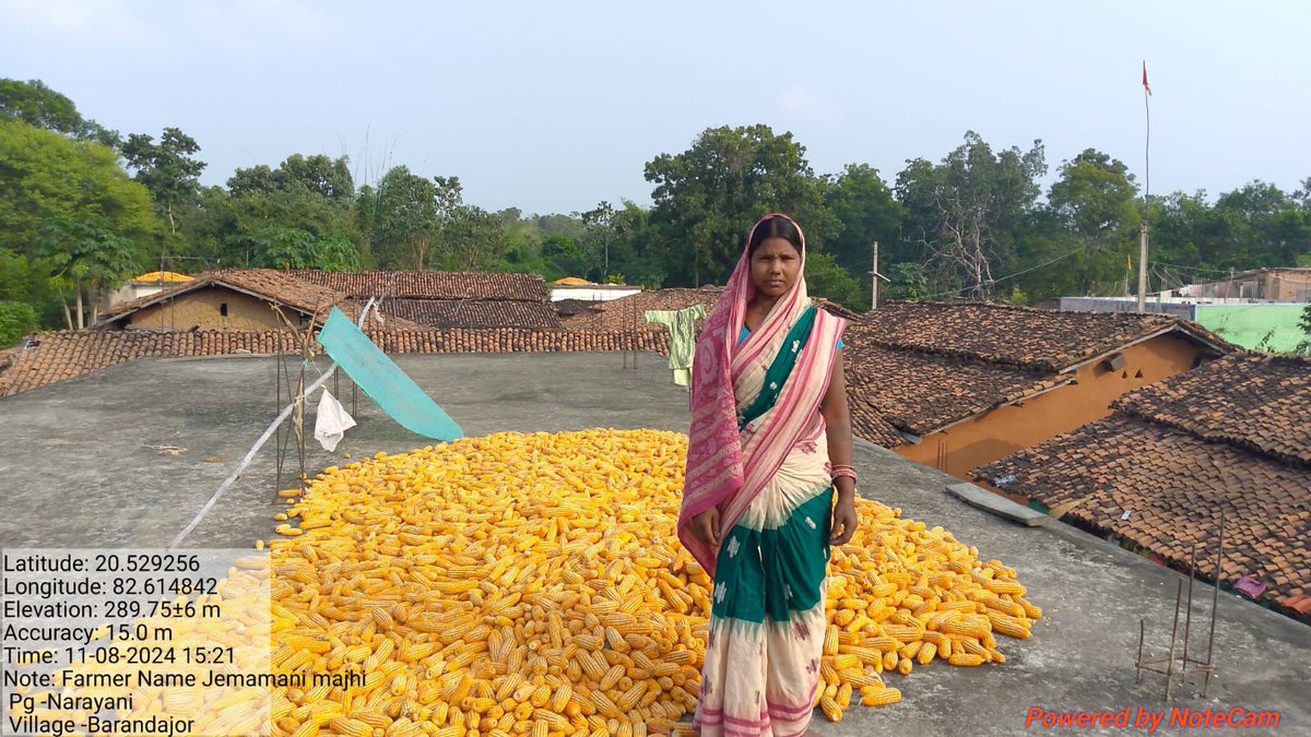 MANDI_Maize's tweet photo. Women taking decisive roles in selling maize to Mission Shakti FPC Komna, Nuapada and receive payment in their  bank account
@AgriGoI @krushibibhag @NidhiNSrinivas @arvindpadhee @mission_shakti @vipinaccess @sfacindia @DM_Nuapada @CIMMYT @CMO_Odisha @OfficeofSSC @Horticultureod1 https://t.co/LudbuoLXg4