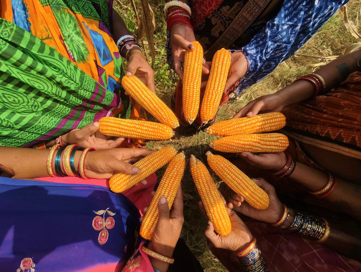 MANDI_Maize's tweet photo. Women taking decisive roles in selling maize to Mission Shakti FPC Komna, Nuapada and receive payment in their  bank account
@AgriGoI @krushibibhag @NidhiNSrinivas @arvindpadhee @mission_shakti @vipinaccess @sfacindia @DM_Nuapada @CIMMYT @CMO_Odisha @OfficeofSSC @Horticultureod1 https://t.co/LudbuoLXg4