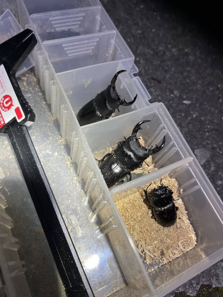getsuyoukonaide's tweet photo. 自分のしょーもないポイントを見てもらった後に
山梨の武将
くれぃ爺でぃ爺さんにオオクワガタの入ってる材を割らせてもらいました

俺、精進するのみ！ https://t.co/q8Z2UmyzBx
