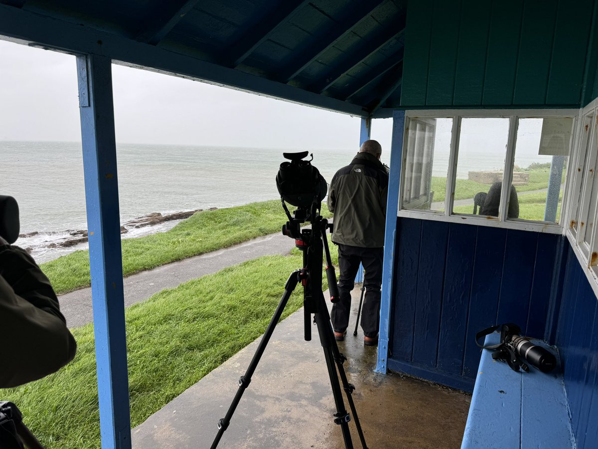 Shoalstone Shelter 0900-1100
Best birds were 4 Sooty Shearwaters 1st bird through at 0930 then 3 more in close succession from 1020 (expertly picked out by the newly arrived <a href="/AliKingBrixham/">Alistair King</a> - a new bird for him!). Also 2 GND pretty quiet though between these spells