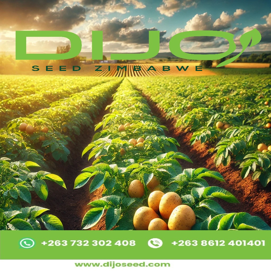 Unlock the secrets to a bountiful harvest with Dijo Seed! For ongoing insights and expert farming advice, join our WhatsApp community: [zurl.co/G3HO] and connect with fellow growers.