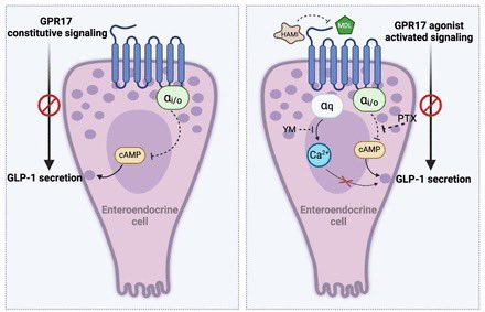 Daniel J Drucker (@danieljdrucker) on Twitter photo Preclinical studies with enteroendocrine cells identify opportunities for pharmacologically targeting GPR17 with inverse agonists to maximize GLP-1 secretion <a href="/IUMedSchool/">IU School of Medicine</a> <a href="/IUSweetTweets/">Center for Diabetes and Metabolic Diseases</a> biorxiv.org/content/10.110… Preclinical studies with enteroendocrine cells identify opportunities for pharmacologically targeting GPR17 with inverse agonists to maximize GLP-1 secretion <a href="/IUMedSchool/">IU School of Medicine</a> <a href="/IUSweetTweets/">Center for Diabetes and Metabolic Diseases</a> biorxiv.org/content/10.110…