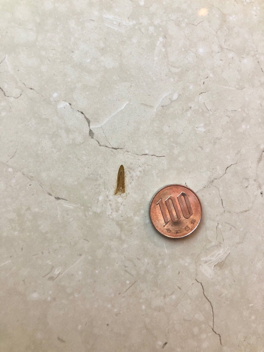 bsky.app/profile/kutan4…
JR南新宿ビルの壁にいたデカいウニと、謎の化石2点。貨幣石も見つかったので、エジプト産古第三紀の石材（東京駅のと同じ）っぽい。
色合いから歯とか骨とか？と思ったんですが‥‥。
#街の中で見つかるすごい石
#UrbanGeology