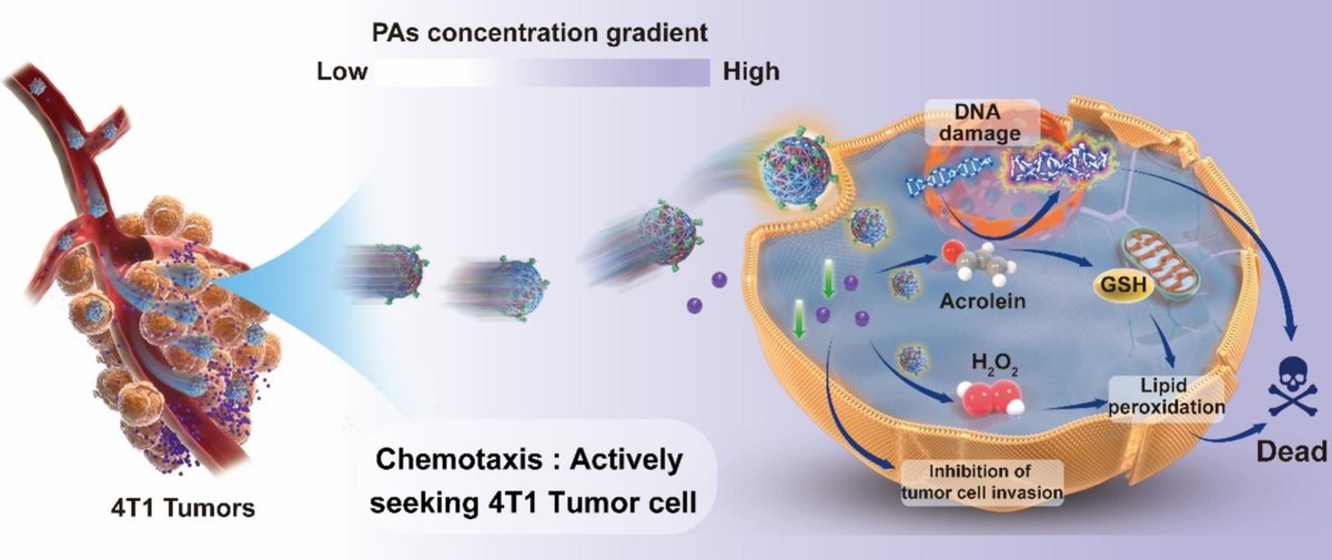 JCRnEDITORS's tweet photo. Enzymatic nanomotors with chemotaxis for product-based cancer therapy.
| Yingfeng Tu @smu_medical |
#polyamine #chemotaxis #TissuePenetration
https://t.co/FDz7566Dqe https://t.co/FPoNeCFefG