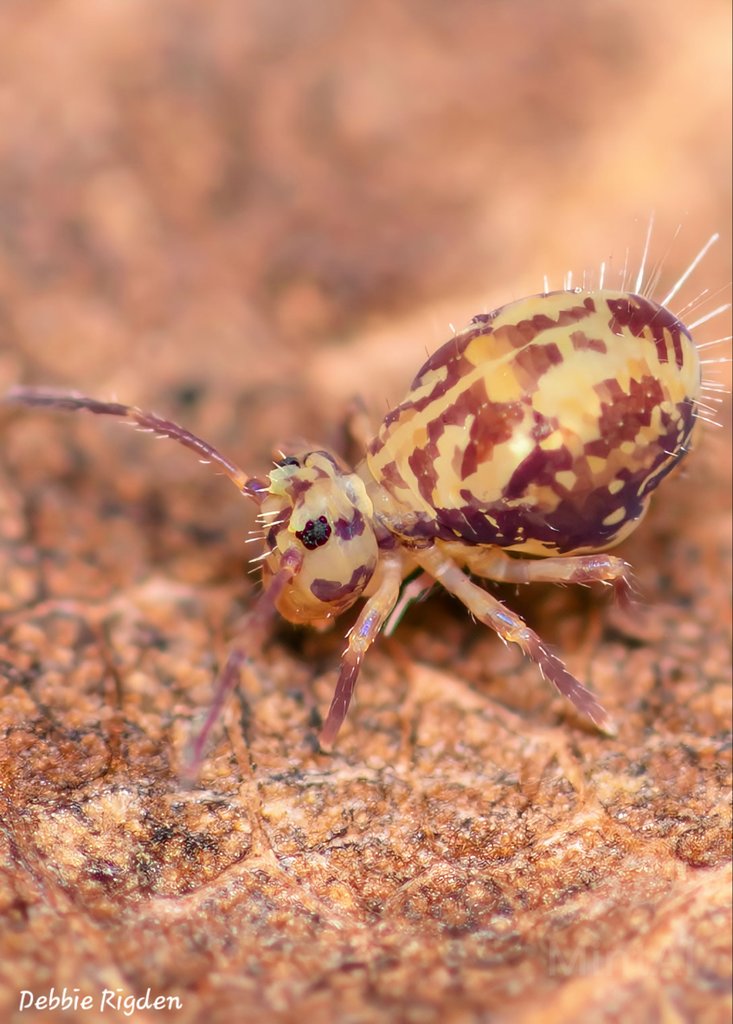 RigdenDebbie's tweet photo. Another little collembola Dicyrtomina saundersi Springtail seen on leaf litter in my garden 🍂🍁
#collembola #Dicyrtominasaundersi #globularspringtail #gardenwildlife #Entomology #nature #macrophotography https://t.co/hnCSNO6IZH