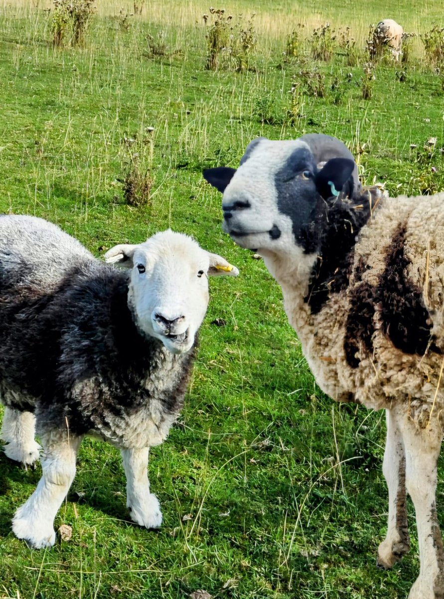 fars_sanctuary's tweet photo. More Storm (&) Bart content ๐๐โ๏ธ๐จ
Photoshop may or may not have been used... ๐ณ๐ท๐ฅ
#StormBert
#StormBart
#StormSheep
#BartSheep https://t.co/bD1CSpcHvQ