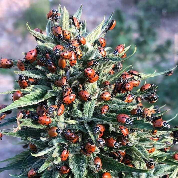 MetaFlora tweet media