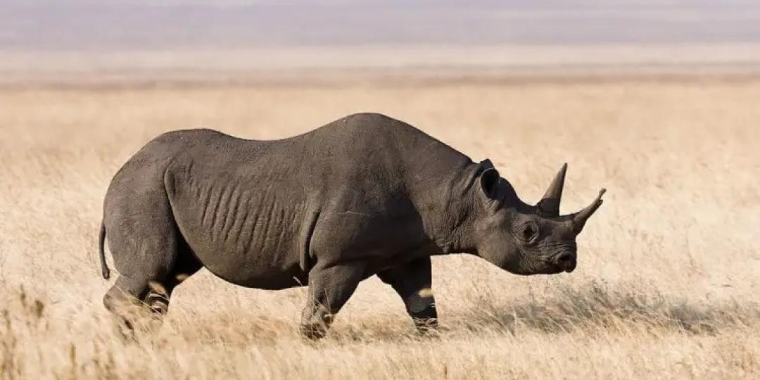 Action For Rhinos tweet media