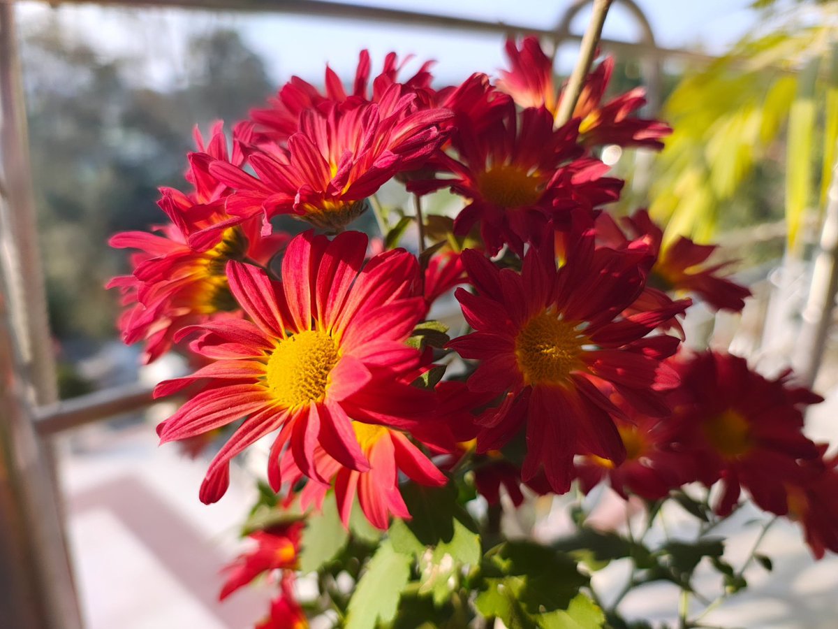 #Flowers #NatureTherapy
