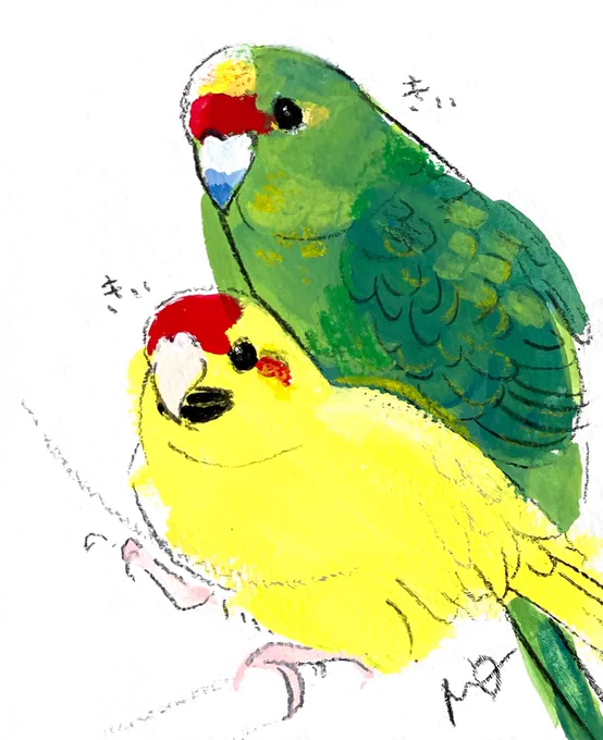 #ただいまhoho7 オーダー作品のご紹介大きな瞳がかわいいキガシラアオハシインコさんたち、ひまわりの種が大好きなルチノー女の子とノーマル男の子です 