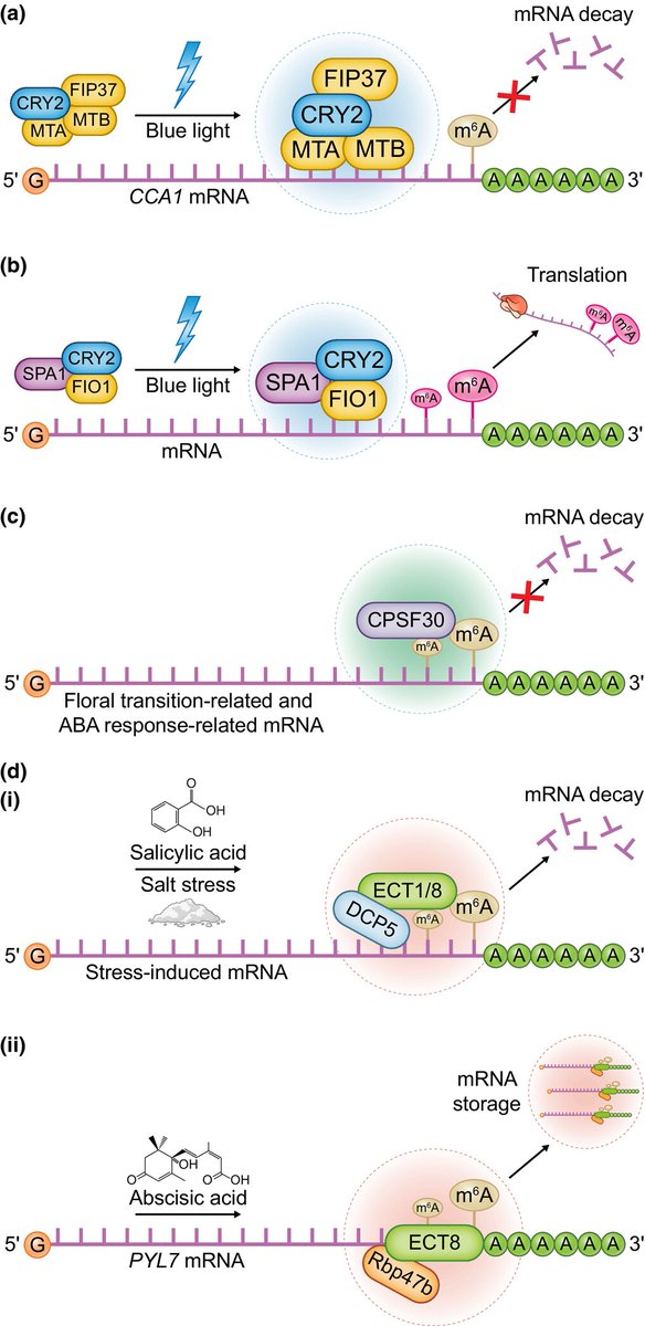 NewPhyt's tweet image. Light-induced Cryptochrome 2 Liquid-Liquid Phase Separation and #mRNA #methylation 

#TansleyInsight by Bochen Jiang, finalist in the 2024 New Phytologist #TansleyMedal competition for excellence in plant science.
👇 

📖 nph.onlinelibrary.wiley.com/doi/10.1111/np…

#LatestIssue @wileyplantsci