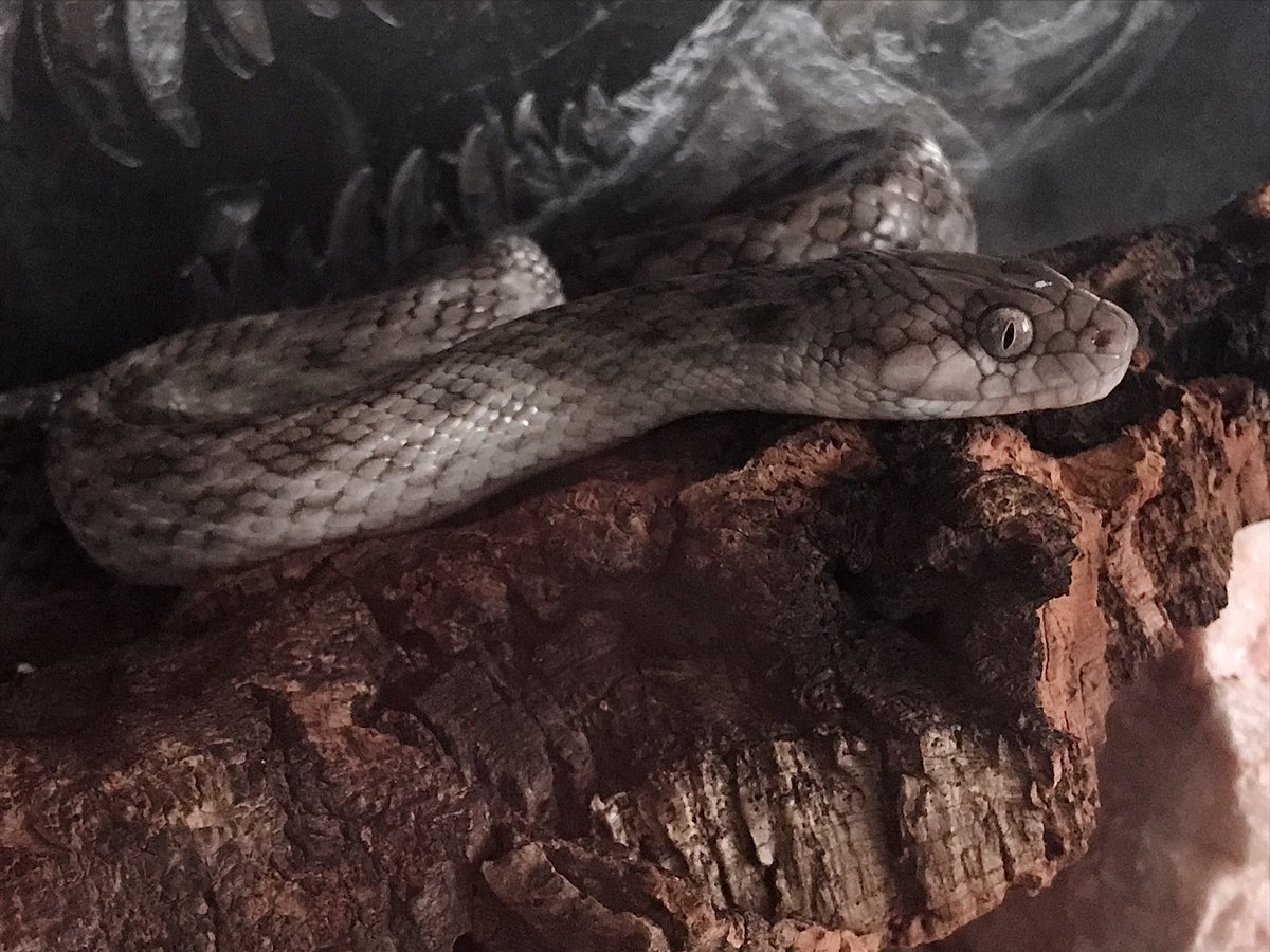 REARFANGS's tweet photo. After shedding.
#retiles #爬虫類 #アリノハハヘビ https://t.co/NXQF213IQq