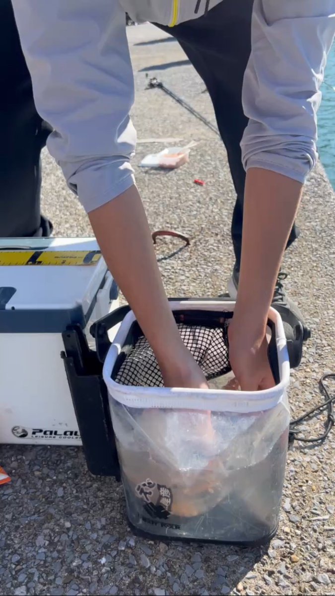 takuma410's tweet photo. 勝浦。��釣り。
アジを釣りに行って、イワシが釣れた。
素手で掴んだときに、鱗がたくさん剥がれた気がする。
針の大きさによって、かかる魚の大きさも変わる。
11月にしては気温高め。前日の雨の影響有り。
#勝浦　#イワシ　#アジ　#サビキ https://t.co/NIQoPtN9Jz