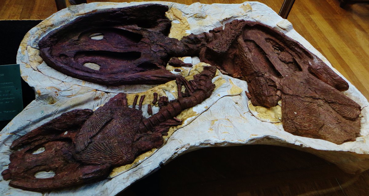 BatmanelVisigodo tweet media