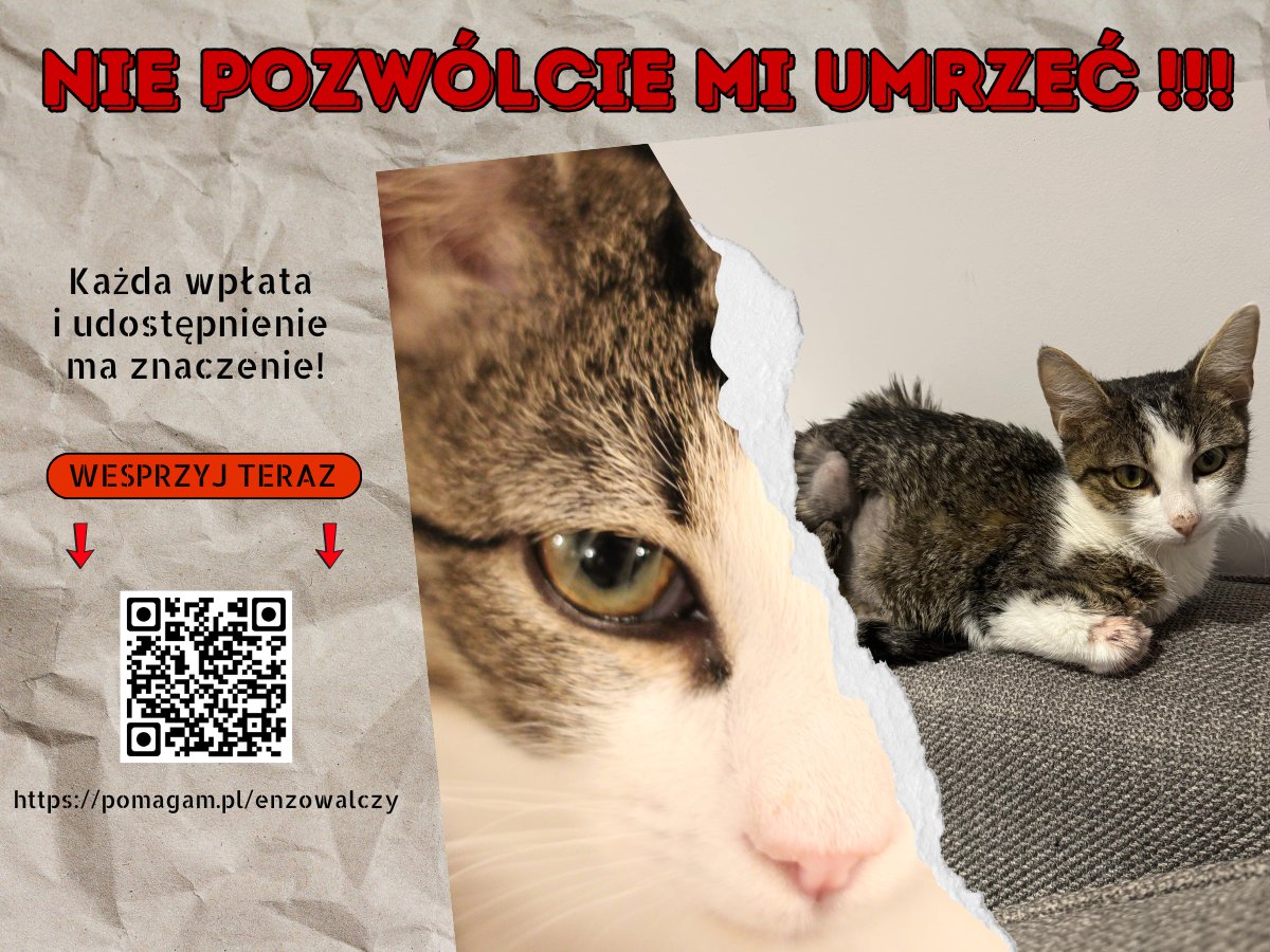 Kiedy do mnie trafił był malutkim kociakiem na skraju wycieńczenia 💔 Ofiarowałam mu całą swoją miłość, a dzięki <a href="/F_FELINEUS/">Fᴜɴᴅᴀᴄᴊᴀ Fᴇʟɪɴᴇᴜs</a> udało się go wyleczyć i znaleźć nowy, kochający dom‼️

pomagam.pl/enzowalczy
1,5 miesiąca po adopcji dostałam telefon od <a href="/Sandra95373115/">Sandra</a> u kociaka