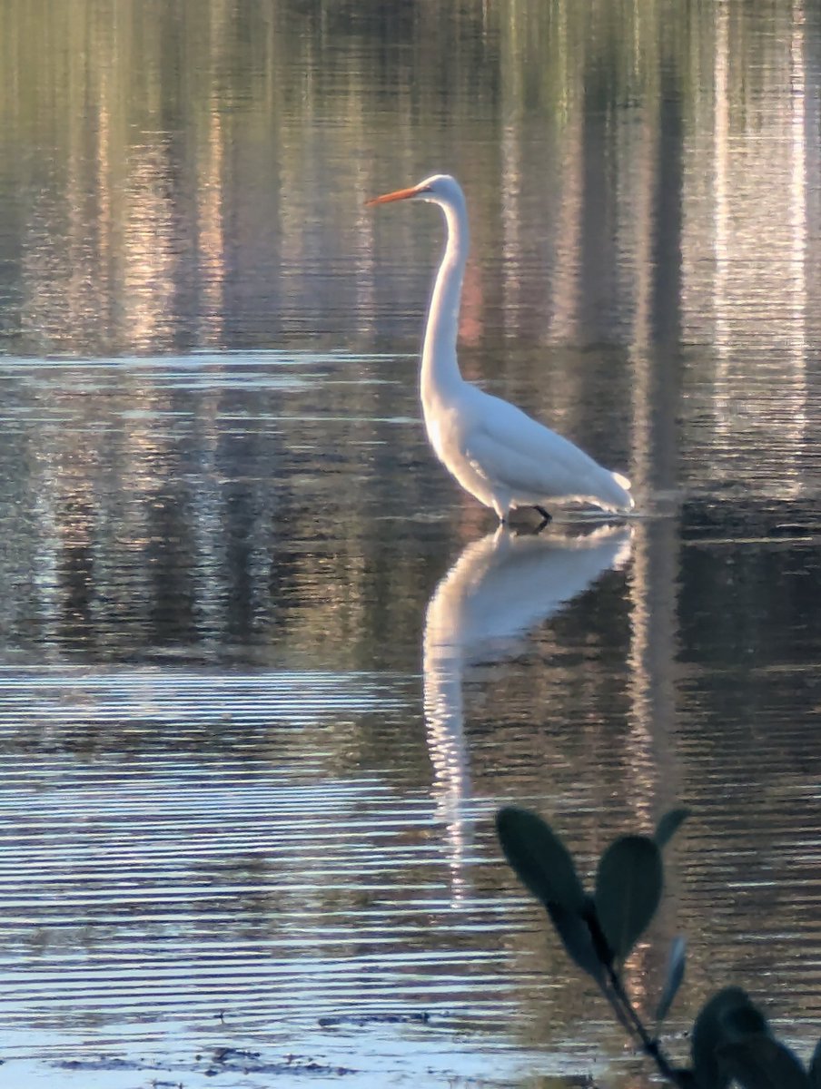 Spotted a great egret while on a walk in St Augustine this morning