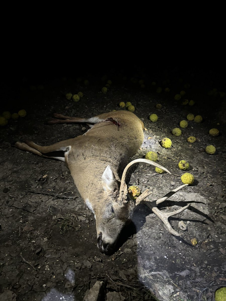 millerml62's tweet photo. Big deer down, buddy shot this one last night https://t.co/nNp6GixcKH