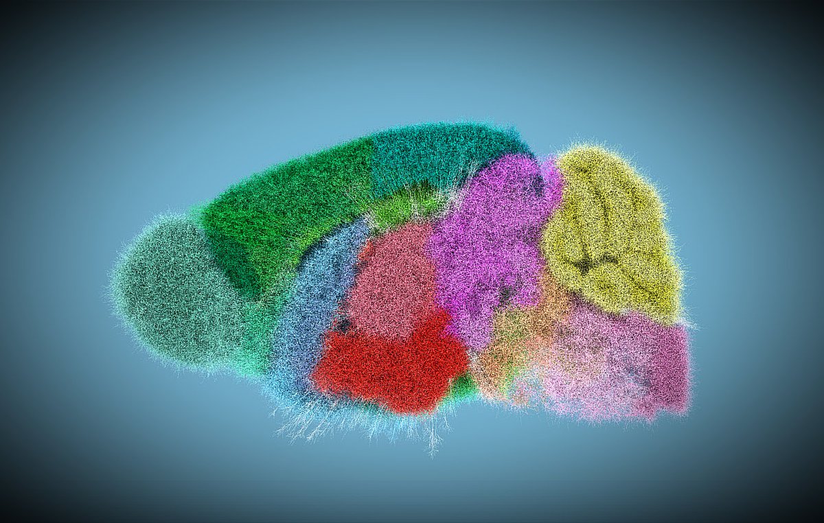 cyrille_favreau's tweet image. Check this out! Full reconstruction of the mouse brain. CCFv3 brain atlas #Neuroscience #MouseBrain #ScientificVisualization
youtu.be/upulBqczL0g?si…