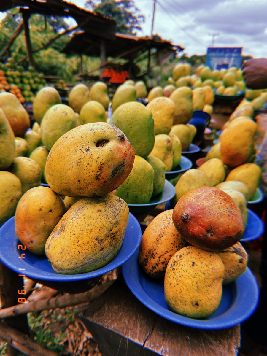 forevermediatv's tweet photo. Dietary factor update:
Mangoes 🥭 -a decent source of vitamin A. Tomatoes 🍅 -may help fight several diseases.
Oranges 🍊 -prevent chronic diseases, reduce visceral fat, keep you hydrated, and aid in digestion.
#fruits https://t.co/GXDkaTPdAR