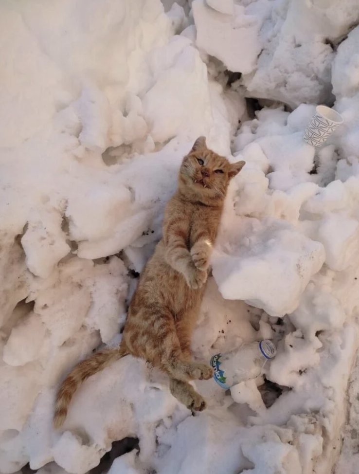 Tumyad4's tweet photo. Yanlarından yüzlerce, belki binlerce insan geçerken, soğuktan donarak hayatını kaybeden sokak hayvanlarını görmezden gelmek ne kadar mümkün?

Seslerini duyurabildiklerinde bile, kimse onları görmüyor, yardım çığlıklarına kulak tıkanıyor. Ama neden?

Farkındalık eksikliği, aciliyet algısının yetersizliği, yardım etme kapasitesindeki sınırlılıklar, ilgisizlik ve toplumsal normlar bu derin sessizliğin ardındaki asıl nedenlerdir.

Bir aile bireyinin ölüm döşeğinde acı çekerken yapmamız gerekeni düşünün; aynı duygusal ve etik sorumluluğu, bu canlılar için de taşımamız gerekmiyor mu?

Onları görmek, onlara ses olmak ve toplumsal farkındalık yaratmak, hepimizin üzerine düşen insani bir sorumluluktur.