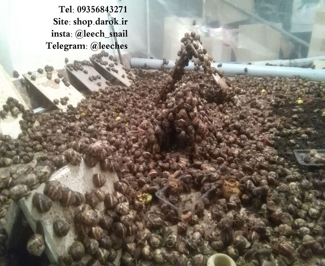 XTjwtqIXeYed7yL's tweet photo. فروشگاه حلزون پرورش و فروش Snail shop https://t.co/JeogtozHAn فروشگاه Snail Shop با هدف ارائه انواع حلزونهای سالم و باکیفیت، به همراه خدمات مشاوره و آموزش پرورش، فعالیت خود را آغاز کرده است. #فروشگاه_حلزون #حلزون #پرورش_حلزون #snailshop #snail_shop https://t.co/IZMQwGfdZX
