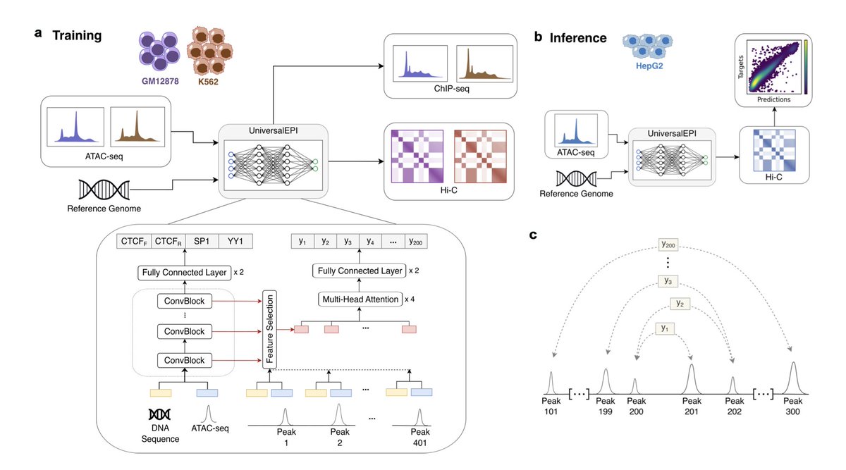 UniversalEPI: Harnessing Attention Mechanisms to Decode Chromatin Interactions in Rare and Unexplored Cell Types

• UniversalEPI is a deep learning model that predicts chromatin interactions across unseen cell types using only DNA sequence and chromatin accessibility data,