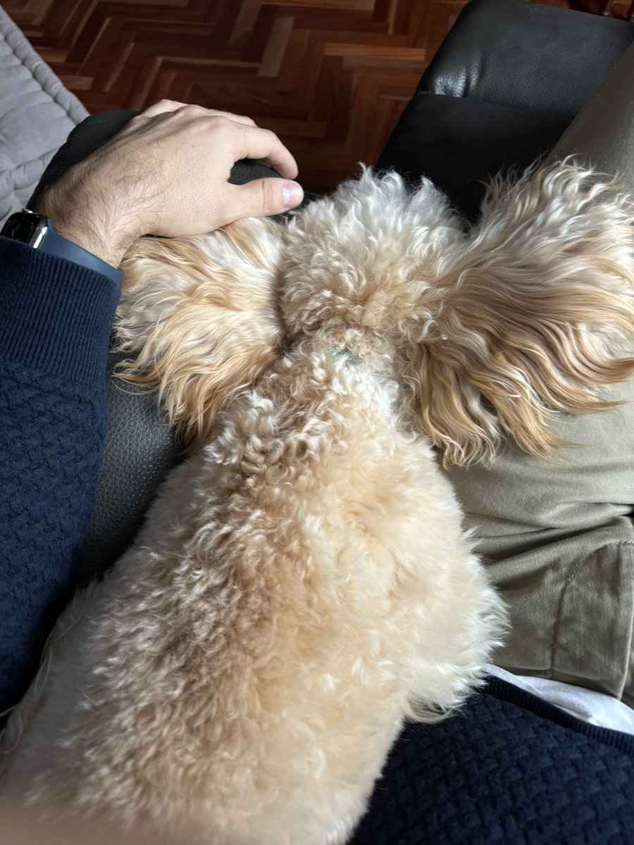 ebdonamayor's tweet photo. Mi pequeño gremlin
#Currito https://t.co/scbocdVzzF