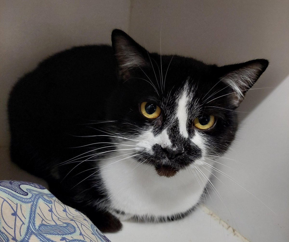 HOME WANTED: 3year old Patch is an independent chap who would love to find a #foreverhome.

Could it be yours? #AdoptDontShop 

#Sundaycat #CatsofTwittter