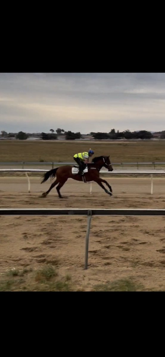CarrSiggy's tweet photo. @troycbaker and Thespian Waters… working their way into Tassie Newmarket acceptances! https://t.co/j816fy2M8c