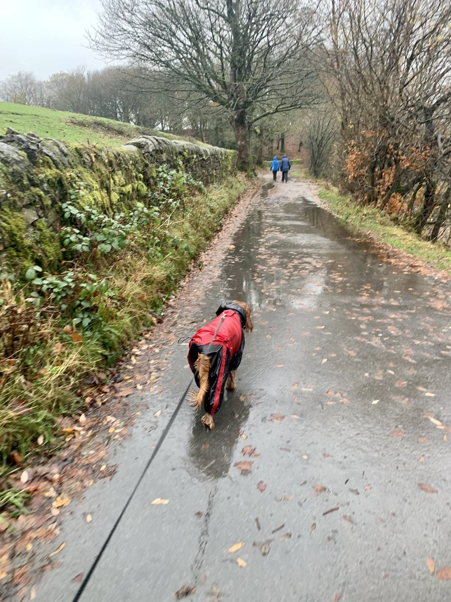 CloranKay's tweet photo. Rainy Sunday walks https://t.co/8BewxCLM1N