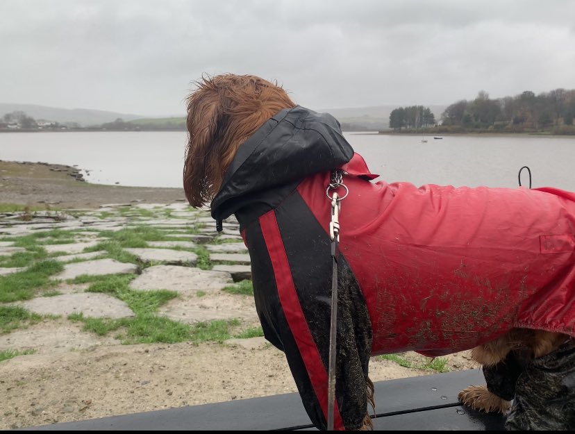 CloranKay's tweet photo. Rainy Sunday walks https://t.co/8BewxCLM1N