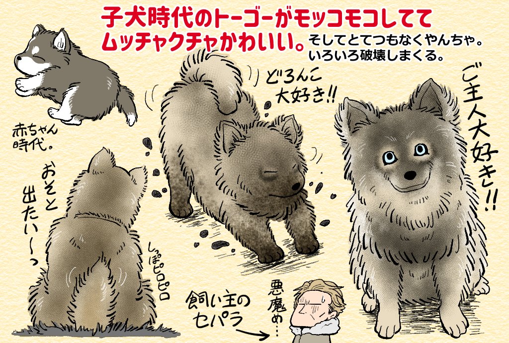 同じく「トーゴー」。ぶっきらぼう男のウィレム・デフォーと主人公ワンコのバディっぷりがとても良い作品。 