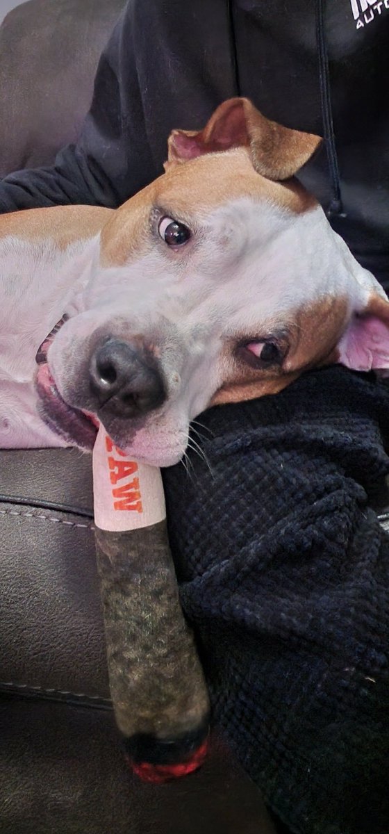 no7h1ng's tweet photo. My boy Groot loves his #rawcones https://t.co/9MqoJRIigR