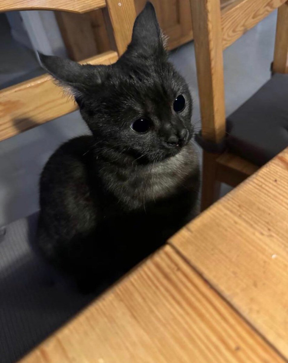 ShouldHaveCat's tweet photo. 🦇? https://t.co/lJ8OAP4wvP