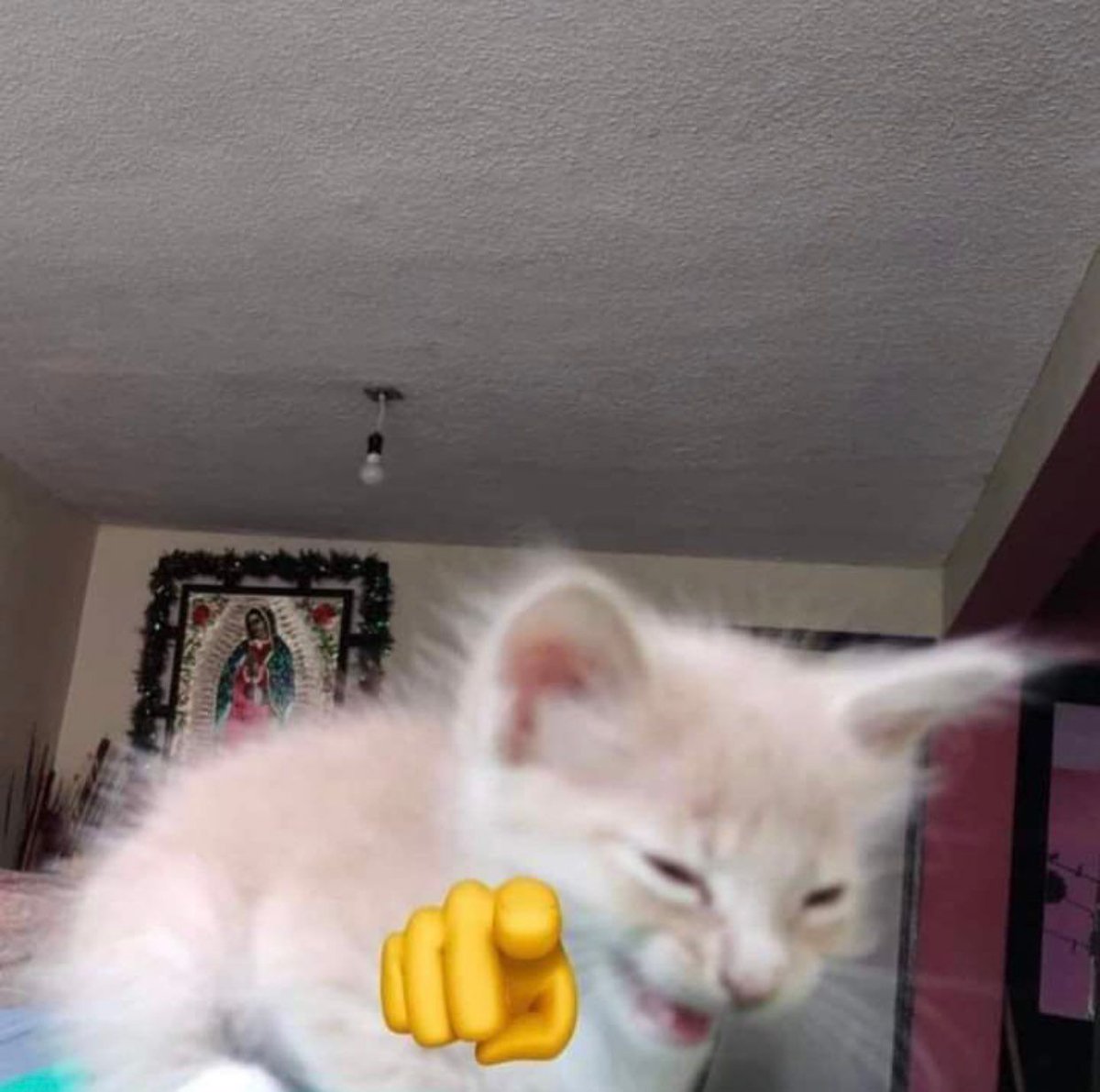 Posts Of Cats tweet media