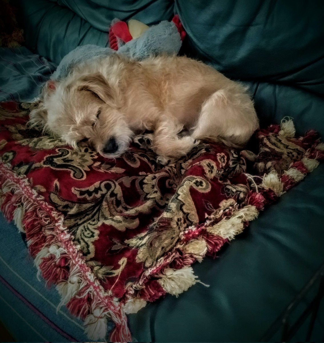 Mary 💖🇺🇸🇮🇱 🇵🇷🇺🇸💖 tweet media