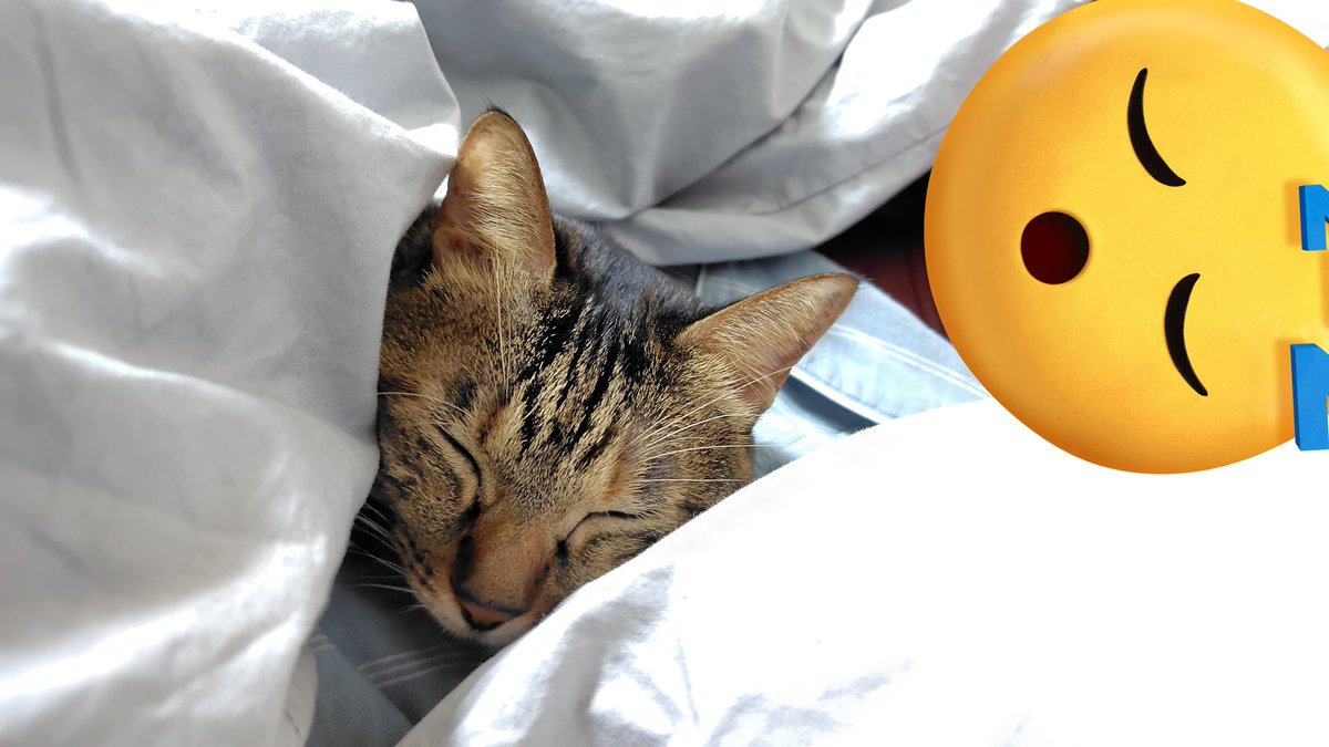 miko_firstcat's tweet photo. ミコちゃ🐱ほぼ毎日嘔吐するようになり、病院で超音波検査してきました。リンパ節周りの脂肪が白く写り、確定診断にはお腹を切って組織診が必要との事。お腹を切るのは負担かな…となり、教科書的ではないけれどステロイド薬の投薬を開始しました。 https://t.co/NLDj44cg6J